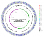Геномная карта хромосомы штамма LCu2